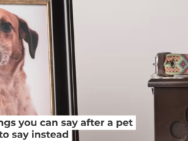 Loss of a pet falls into what researchers call disenfranchised grief in which the pain is often minimized or discounted. Claudia Luna/iStock via Getty Images Plus